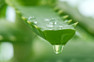 5 Reasons Why Everyone Should Use Aloe Vera in Their Beauty Routine